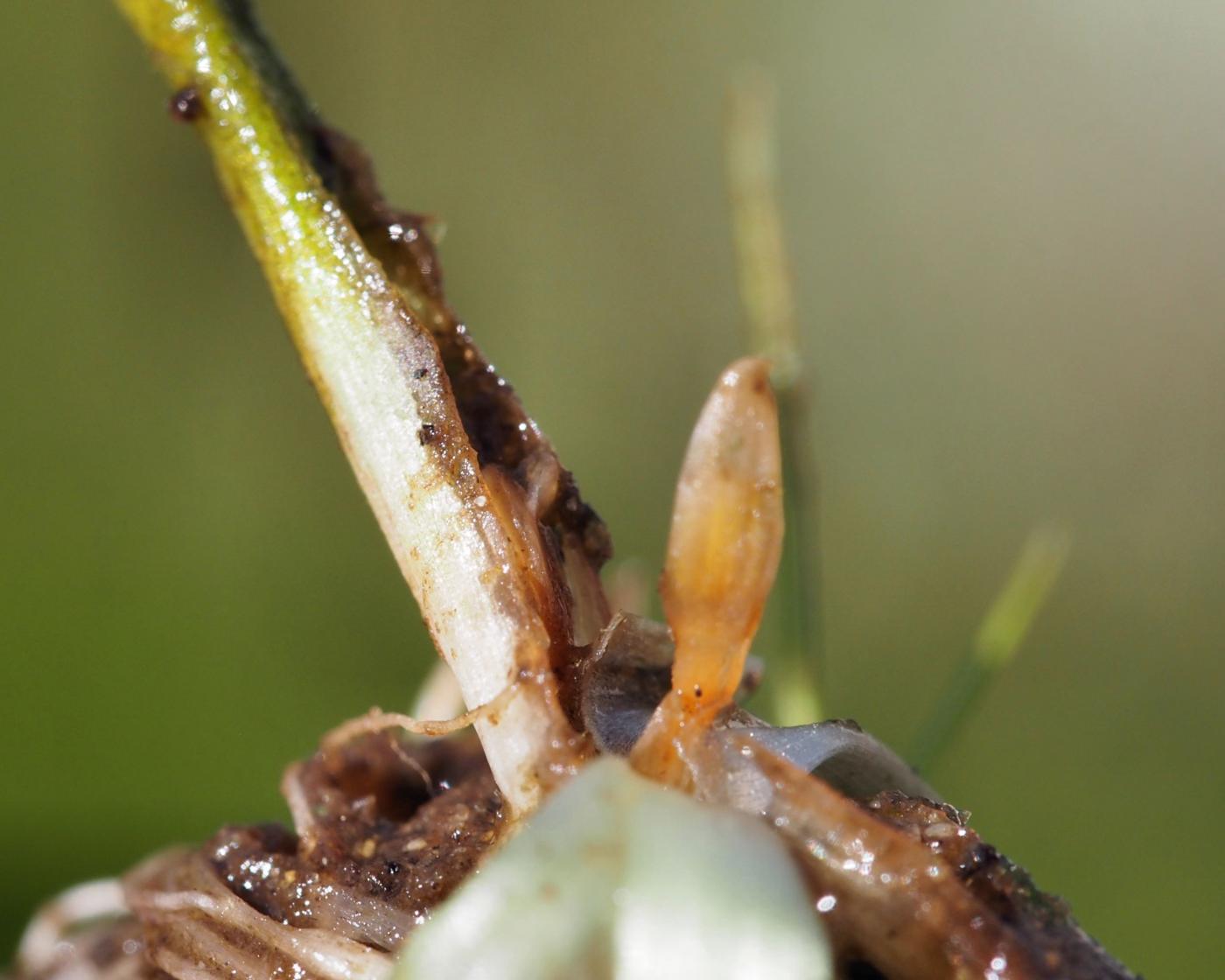 Quillwort, Spring fruit